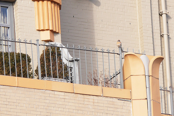 American Kestrel, Central Park West