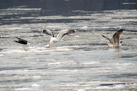 Great Black-Backed Gulls on the Hudson River ice, at Dyckman Street