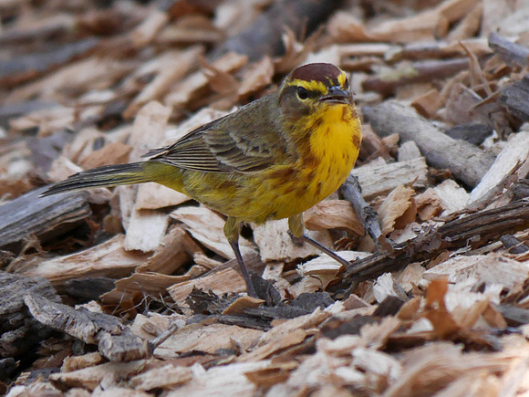 Palm Warbler, Tupelo Meadow, Central Park