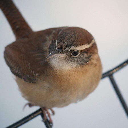 Carolina Wren, Central Park