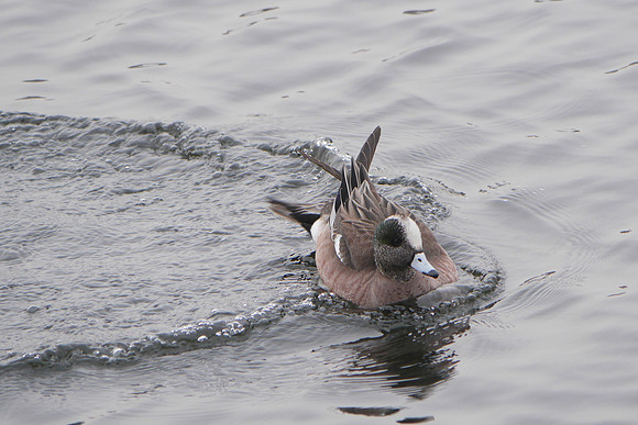 American Wigeon landing, Central Park Reservoir