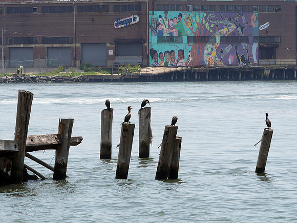 Cormorants, Governor's Island