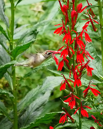 Ruby-Throated Hummingbird and Cardinal Lobelia flowers, Central Park