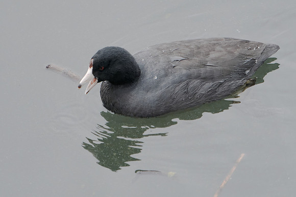 American Coot, Central Park Reservoir