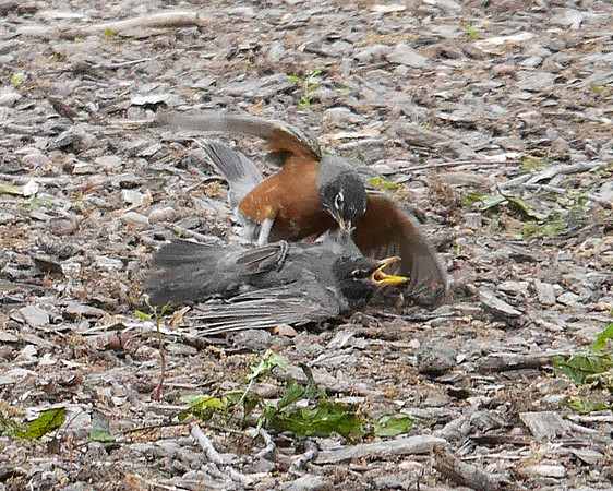 Robins fighting, Central Park
