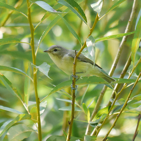 Warbling Vireo, Central Park