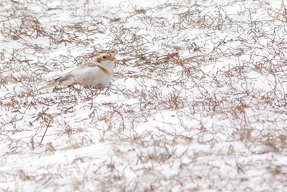 Snow Bunting, Randall's Island