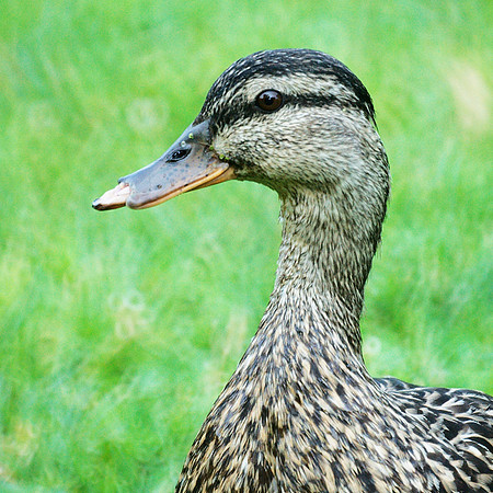 Mallard, Azalea Pond, Central Park