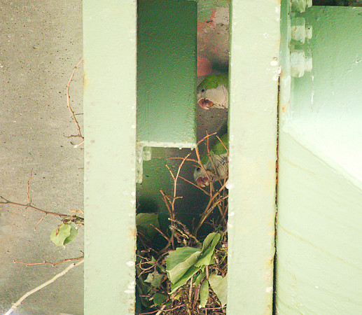 Monk Parakeets, Henry Hudson Parkway