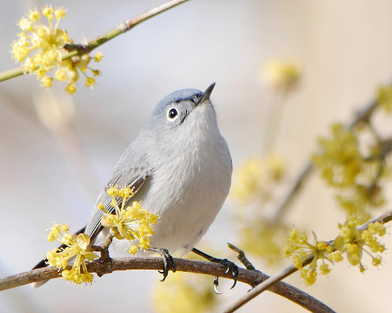 Blue-Gray Gnatcatcher, Central Park