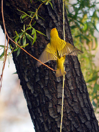 Yellow Warbler, Central Park