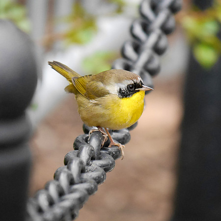 Common Yellowthroat, City Hall Park