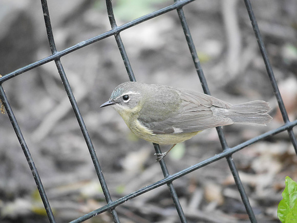 Black-Throated Blue Warbler (female), Tanner's Spring, Central Park