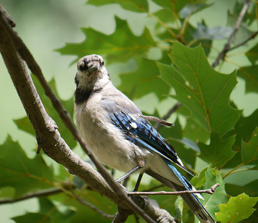 Blue Jay posing, Central Park