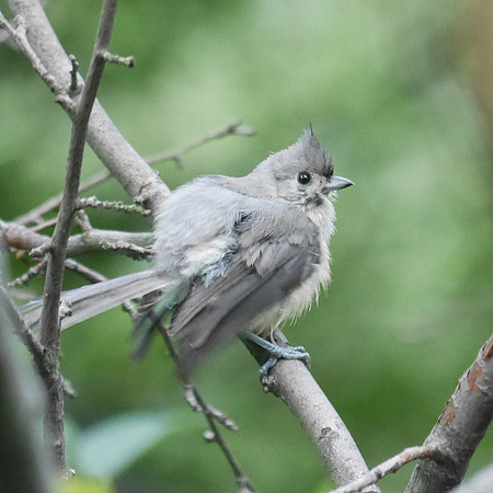 Tufted Titmouse, Central Park