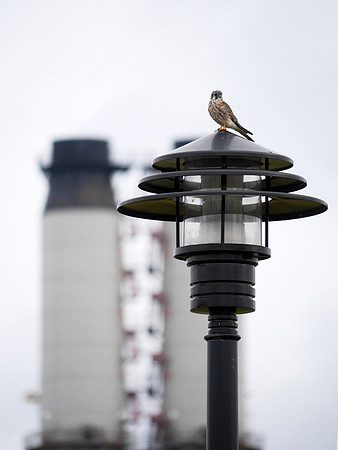 American kestrel, Randall's Island