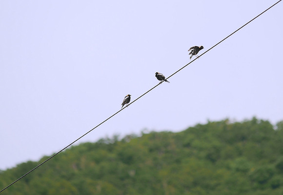Bobolinks, Prattsville NY