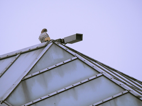 His Royal Paleness surveys the scene from atop the Metropolitan Museum of Art
