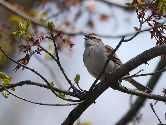 Chipping Sparrow singing, Central Park