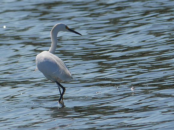 Snowy Egret, Jamaica Bay