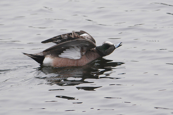 American Wigeon landing, Central Park Reservoir