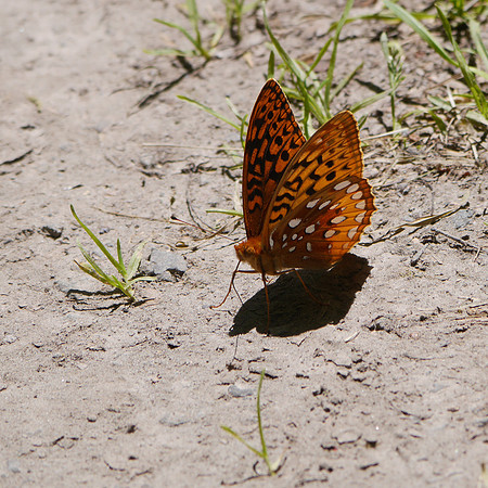 Great Spangled Fritillary butterfly, Prattsville NY