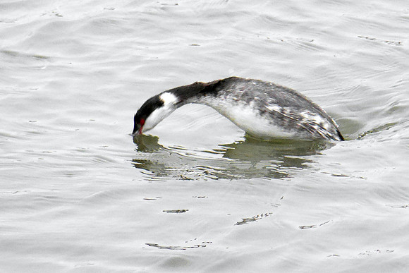 Horned Grebe, Randall's Island