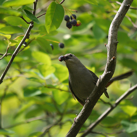 Catbird eating berry, The Pond, Central Park