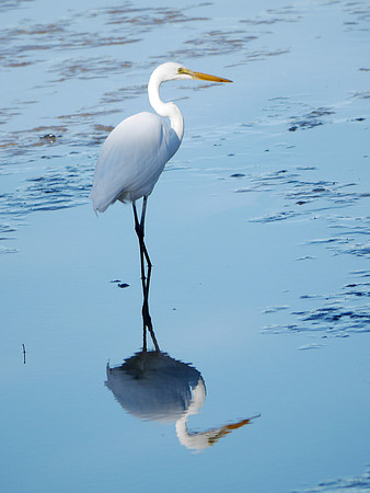 Great Egret, Inwood Hill Park