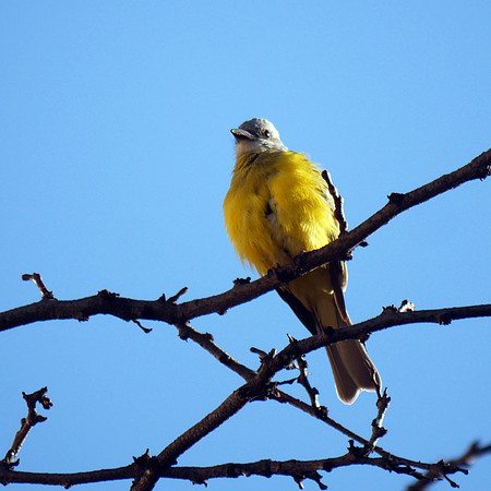 Couch's Kingbird, Abingdon Square