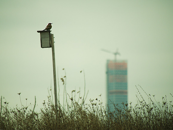 Northern Flicker, Randall's Island