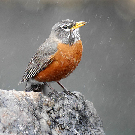 Rainy Day Robin #12