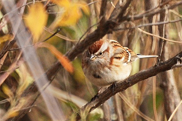 American Tree Sparrow, Central Park