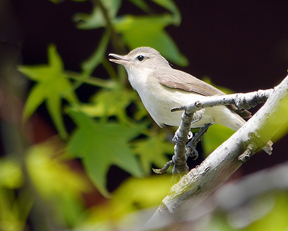 Warbling Vireo singing, Randall's Island