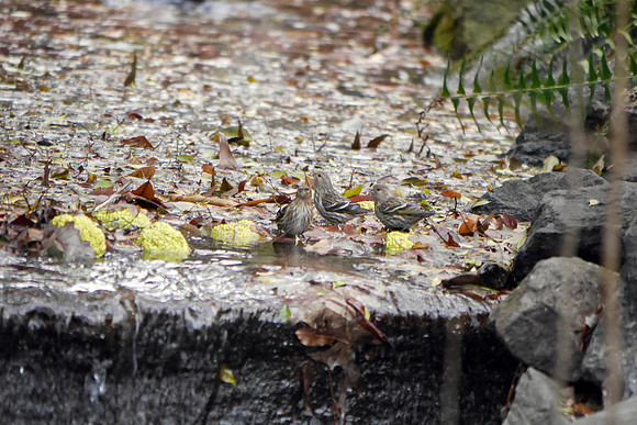 Pine Siskins bathing, Central park