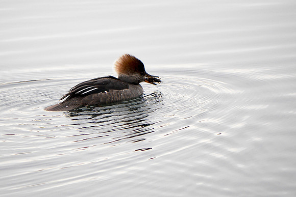 Hooded Merganser eating a crawfish, Central Park Reservoir