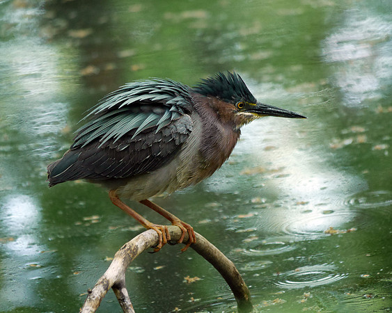 Green Heron, Azalea Pond, Central Park