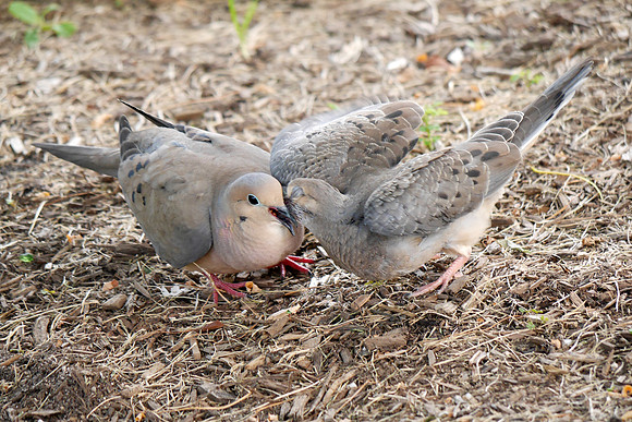 Mourning Dove feeding fledgling, Hudson River Greenway near Pier 63