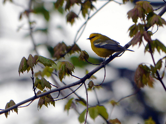 Blue-Winged Warbler, Maintenance Meadow, Central Park