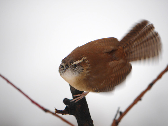 Carolina Wren, Central Park