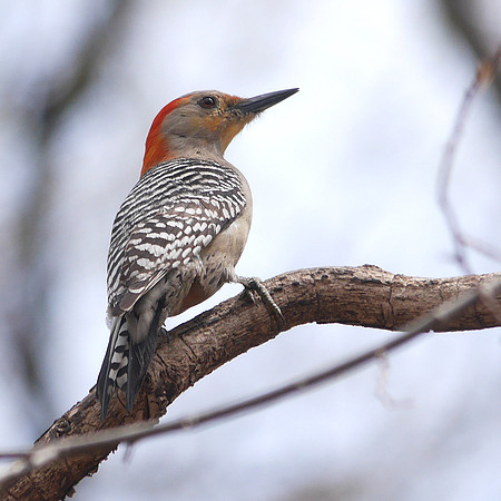 Red-Bellied Woodpecker, Central Park