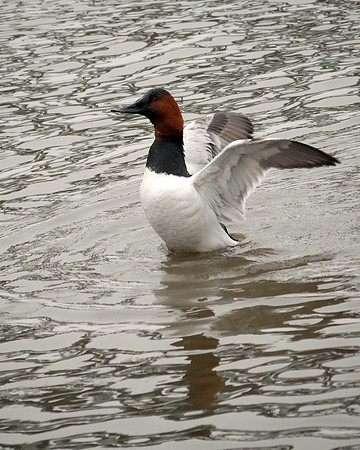 Canvasback, Spuyten Duyvil Creek