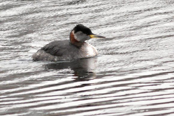 Red-Necked Grebe, Central Park Reservoir