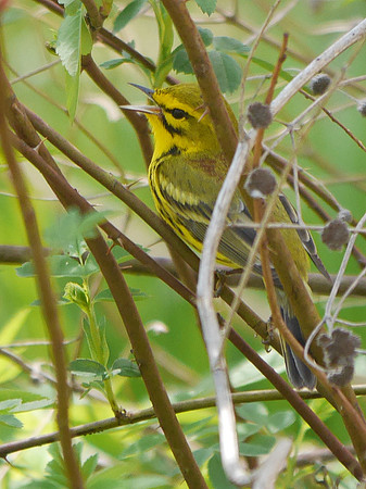 Prairie Warbler singing, Central Park