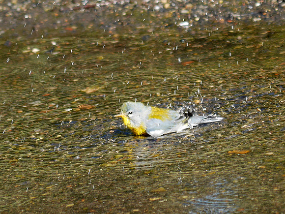 Northern Parula bathing, The Pond, Central Park