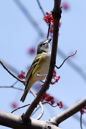 Blue-Headed Vireo, Central Park