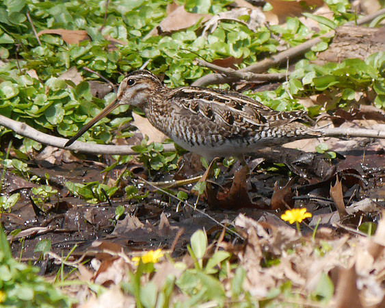 Wilson's Snipe, The Loch, Central Park