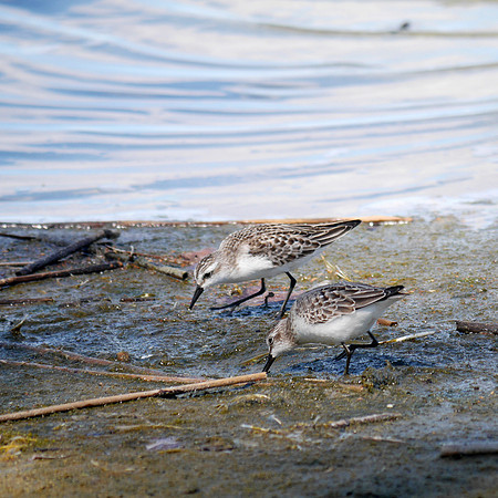 Semipalmated Sandpipers, Jamaica Bay