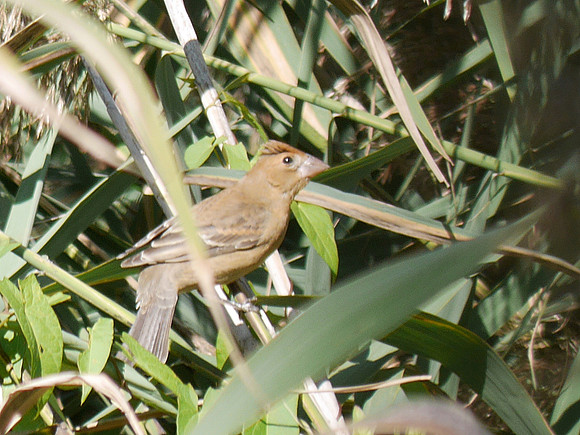 Blue Grosbeak, Central Park