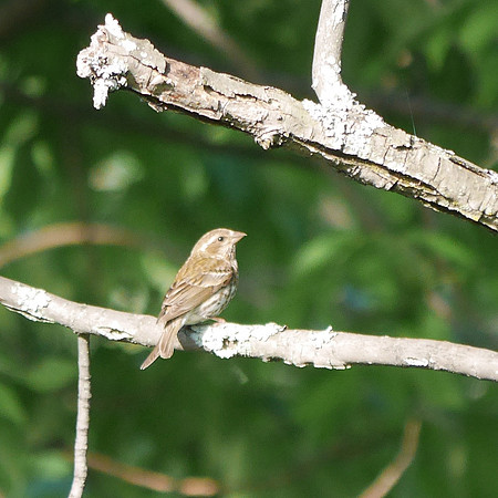 Purple Finch, Prattsville, NY